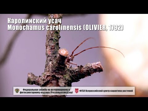 Видео: Каролинский усач, Monochamus carolinensis (OLIVIER, 1792)