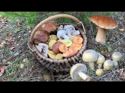 Видео: Гриби в кінці Осені🍄Білий, Рижики, Печериці