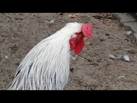 Видео: Как поживает курочка. Сбор яиц. 