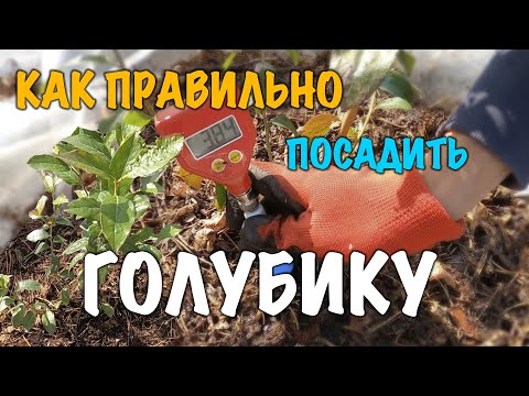 Видео: Как посадить ГОЛУБИКУ. СУПЕР БЮДЖЕТНО. ГОТОВИМ ПОЧВУ ПОД ПОСАДКУ. 100% приживаемость!!