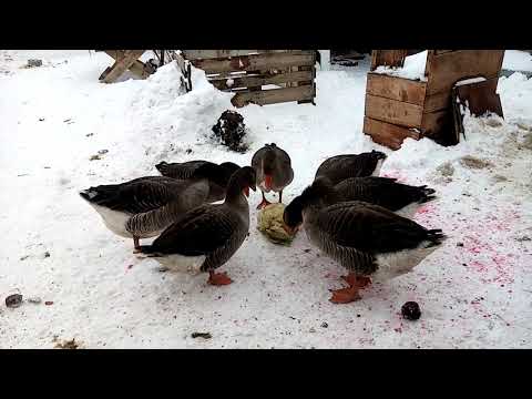 Видео: Вкусняшка для гусей