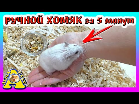 Видео: КАК ПРИРУЧИТЬ ХОМЯКА за 5 МИНУТ / Уборка в клетке у Джунгарского хомки Куки / Alisa Easy Pets
