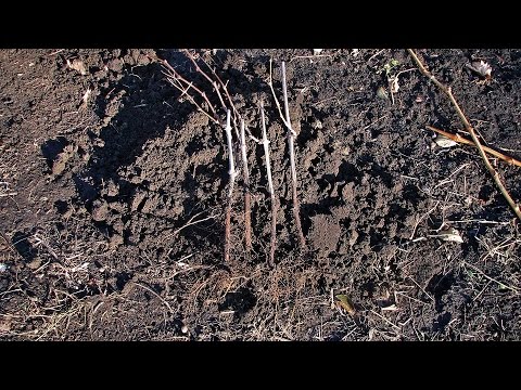 Видео: @Начинающему виноградарю, саженцы винограда