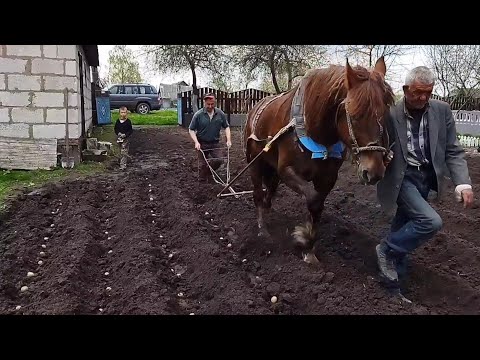 Видео: ЛОШАДИ В РАБОТЕ/ПОСАДКА КАРТОФЕЛЯ/planting potatoes with a horse