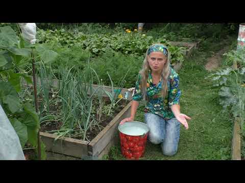 Видео: Как увеличить урожай огурцов