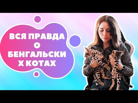 Видео: Вся правда о бенгалах | Мой опыт с Лео