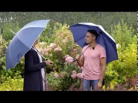 Видео: Осенние цветники. Загородные премудрости. Выпуск 19