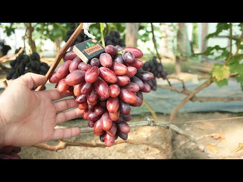 Видео: ШЕЛКОВИЧНЫЙ 🍇🍇🍇 БЕЛАРУСЬ 2025