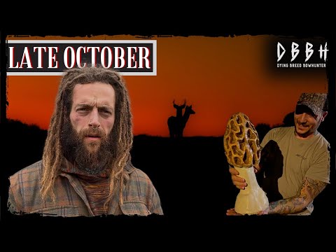 Видео: DBBH VLOG EP. 7 — КОНЕЦ ОКТЯБРЯ: ЖИЗНЬ В ПОГОНЕ ЗА БЕЛОХВОСТЫМИ ОЛЕНЯМИ
