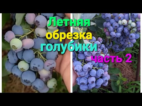 Видео: Летняя обрезка голубики.  Часть 2.