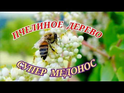 Видео: Супер Дерево, привлекающее Пчёл. Посадка  саженцев Эводии Даниэля в поле.