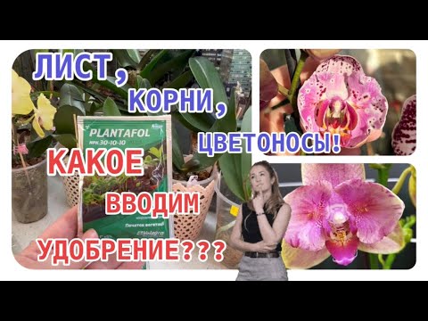 Видео: КОГДА #орхидея растит ЦВЕТОНОСЫ, листья, корни, какие вводим #удобрения ? #orchid #phalenopsis