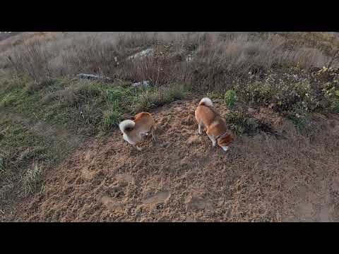 Видео: Сибы в поле на закате 😍🦊#shibainu #shiba #сибаину #шибаину #собака #поле #закат #sunset