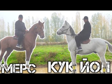 Видео: СОЛОХИДДИН ПОЛВОНДАН ОТЛАРНИГ МЕРСИ ВА КУК ЙОЛИ СОТИЛАДИ  !..