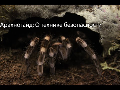 Видео: 🕷Арахногайд: Техника безопасности при работе с пауками 🕷