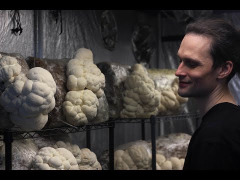 Видео: Заметки по выращиванию ежовика гребенчатого / часть 2