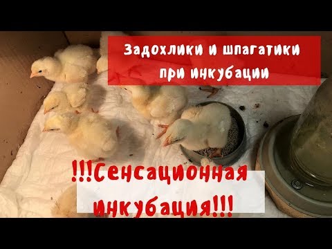 Видео: Задохлики и шпагаты при инкубации. Сенсационная инкубация)