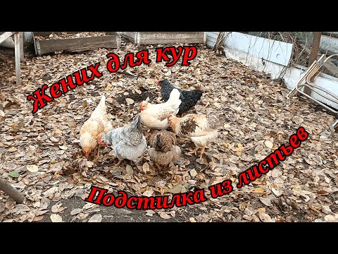 Видео: Подстилка из листвы. У нас новый петух!