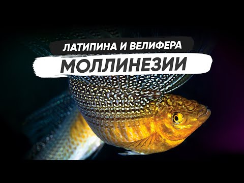Видео: Моллинезия Велифера и Латипинна. Содержание, разведение, кормление
