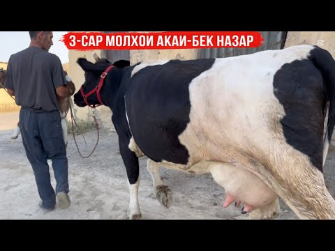 Видео: 3-САР МОЛҲОИ ОЧА БАЧА АЗ АКАИ БЕК НАЗАР 14 сентября 2025 г.