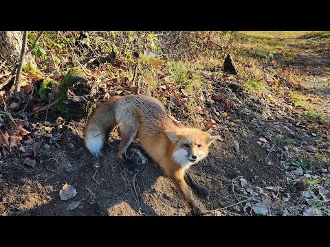 Видео: 2 сета «Одна лиса», эпизод 4 «Ловля в лесу»