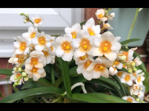 Видео: Oни ещё и пахнут 😃!! Tеплица