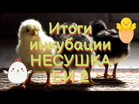 Видео: Итоги инкубации цыплят инкубатор НЕСУШКА БИ 2 с вентиляторами