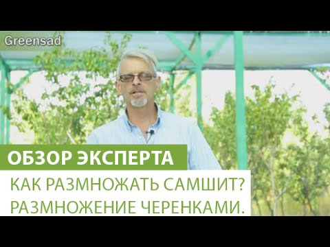 Видео: Как размножать самшит? Размножение черенками.