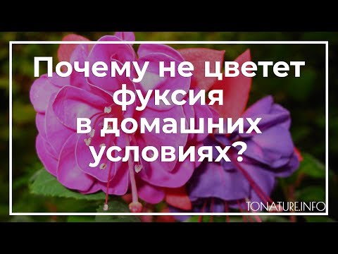 Видео: Почему не цветет фуксия в домашних условиях? | toNature.Info