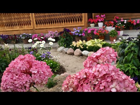 Видео: 🌞Молодой Сад🌞моих замечательных соседей😊