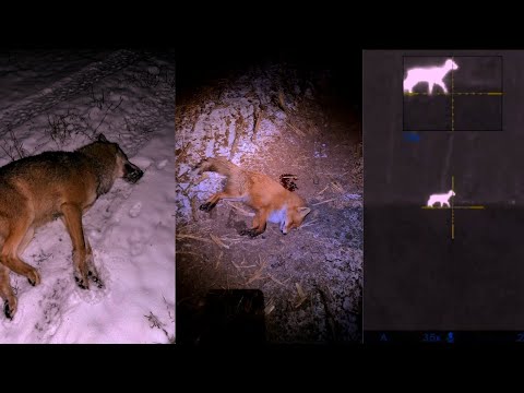 Видео: Волки,лисы и олень. Ночная охота на хищника,по первому снегу. Ночная ходовая охота.