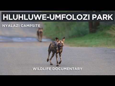 Видео: Заповедник Хлухлуве-Умфолози – кемпинг Ньялази (4k)