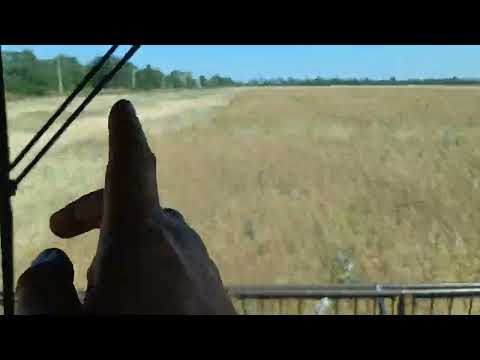 Видео: Жнива  ріпака 2024. Сльози на очах від врожаю.