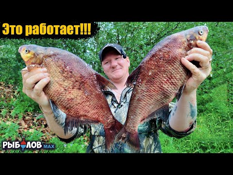 Видео: Фидерная рыбалка на леща летом. Насадки для леща в жару. Где найти леща на реке. Прикормка для леща