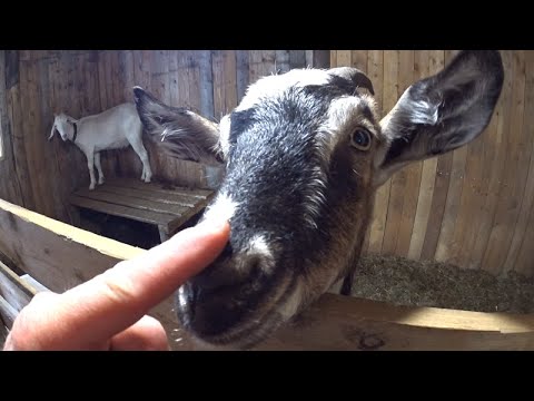 Видео: Опилки для подстилки козам ОБЯЗАТЕЛЬНО