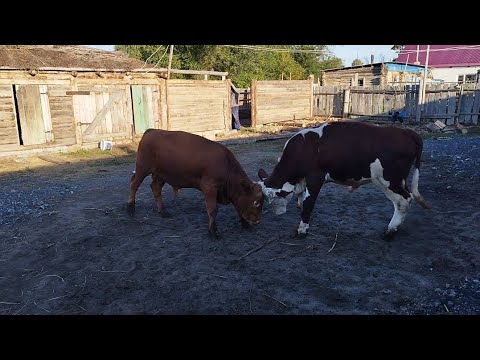 Видео: Ауыл тынысы.Бұқалар қойлар.