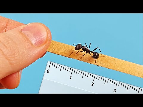 Видео: Мне прислали огромных тропических Муравьев Жнецов! Messor arenarius!
