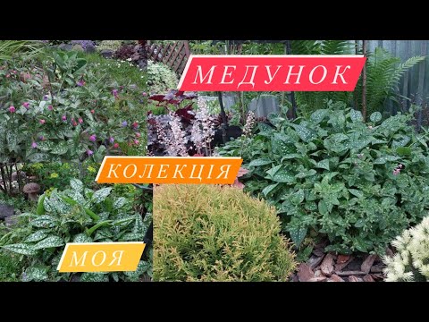 Видео: МЕДУНКИ •Моя Колекція•