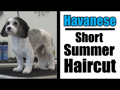 Видео: Уход за гаванской бишонской собакой | Урок короткой стрижки