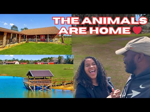 Видео: Первые животные на нашем ранчо || Переезд в дом нашей мечты