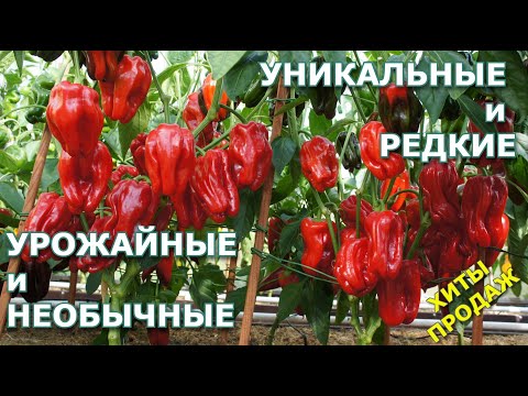 Видео: Урожайные и необычные сорта сладкого перца 2024 часть 2