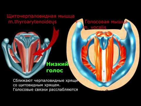 Видео: Как работают голосовые связки. Как в гортани рождается звук, низкие и высокие ноты