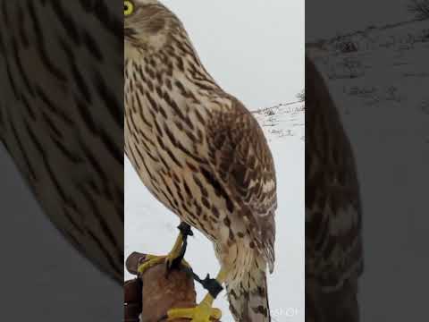Видео: #hunting Охота с ястребом на курапутку