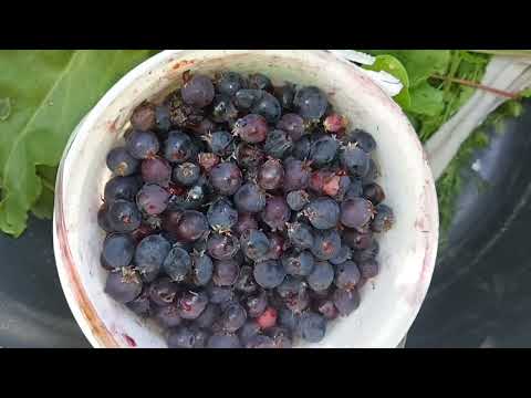 Видео: "Ералаш"или дача без прикрас 10