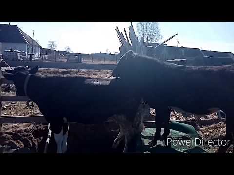 Видео: Станок для покрытия высокой коровы низким быком