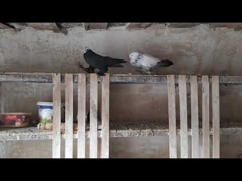 Видео: Бойные Голуби. В гостях у Малхаза. 23.02.20 Грузия. Тбилиси