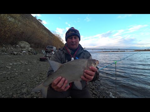 Видео: донской #лещ  🐋🎣📽️на фидер осенью с берега #осень #рыбалка #дон #fishing #фидер #донка #топ #рыба 