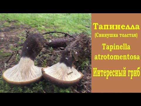 Видео: Тапинелла - интересный гриб. Рассказ о Свинушке толстой.