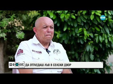 Видео: Историята на лъвицата Симба: Да отгледаш дива котка в селски двор