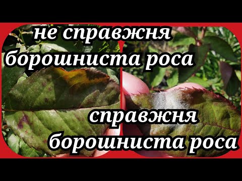 Видео: Не справжня борошниста роса👀 чи справжня борошниста роса👀як відрізнити, чим обробити